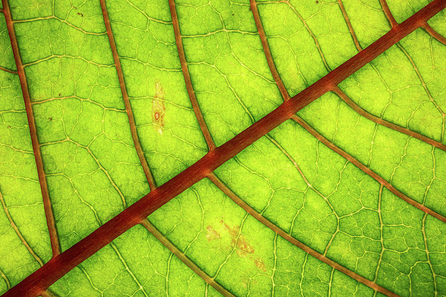 Poinsettia Leaf Photograph