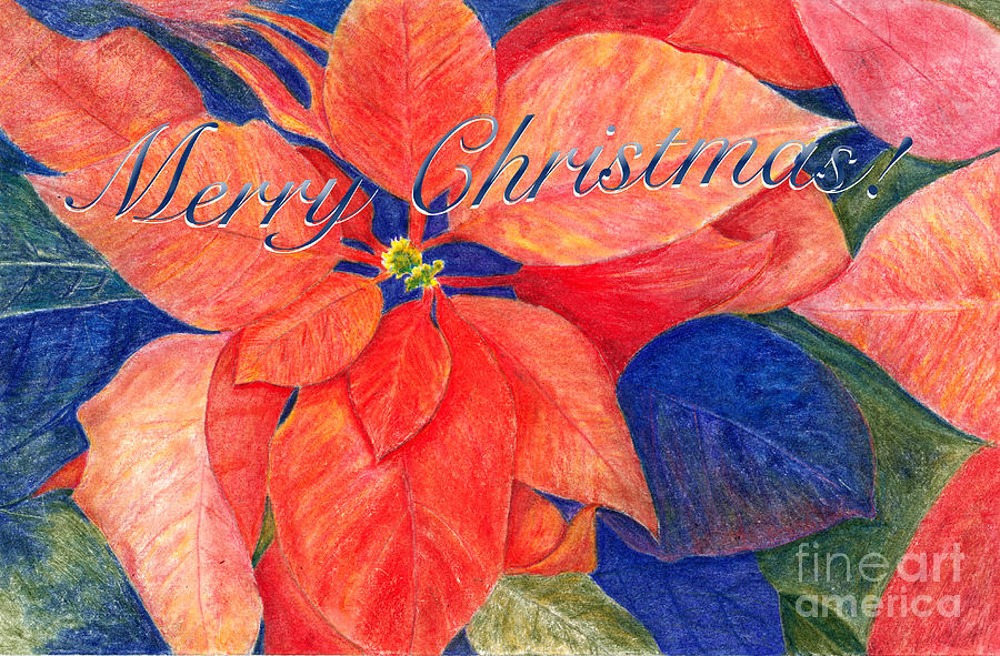 Poinsettia Merry Christmas Card Drawing by Conni Schaftenaar