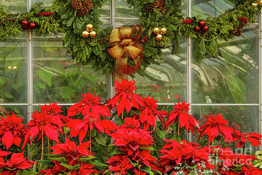 Poinsettia Palace Photograph by Marilyn Cornwell