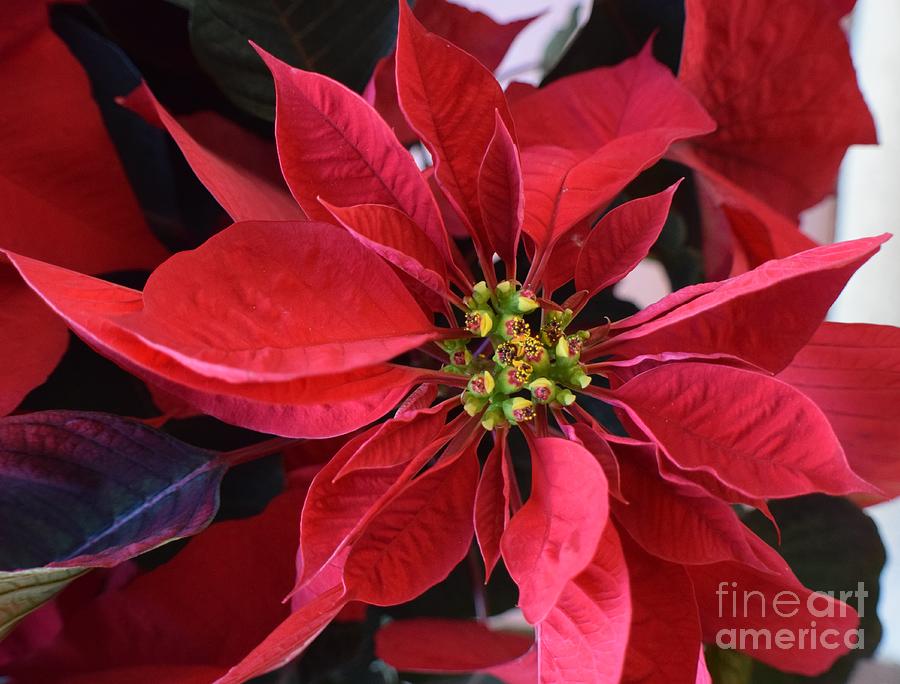Poinsettia Passion  Photograph by Janet Marie