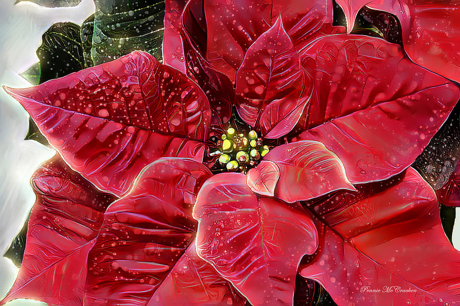 Poinsettia Digital Art by Pennie McCracken