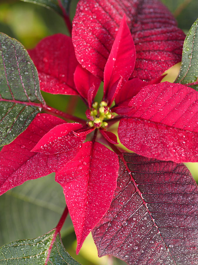 Poinsettia plant leaves Photograph by A. Martin UW Photography