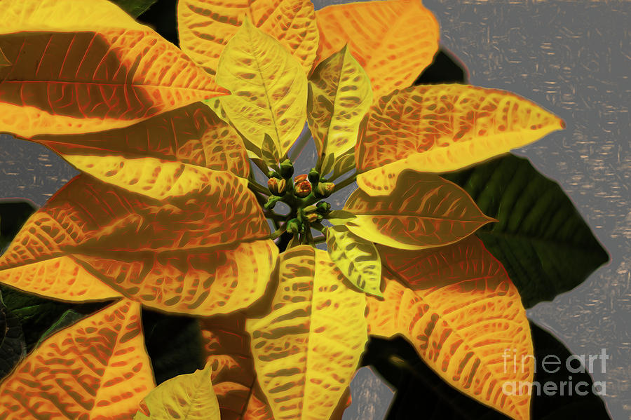 Poinsettia plant with yellow bracts Photograph by Roslyn Wilkins