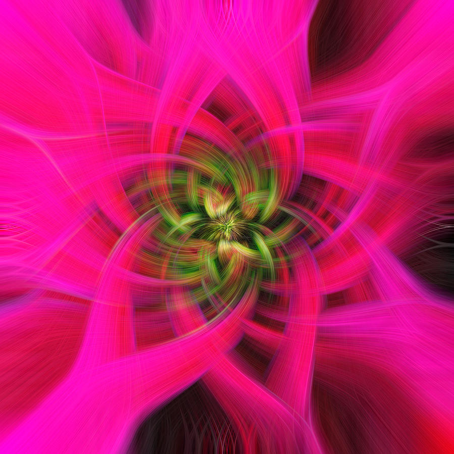 Poinsettia Princettia Dark Pink Twirl Digital Art by Judy Garrard ...