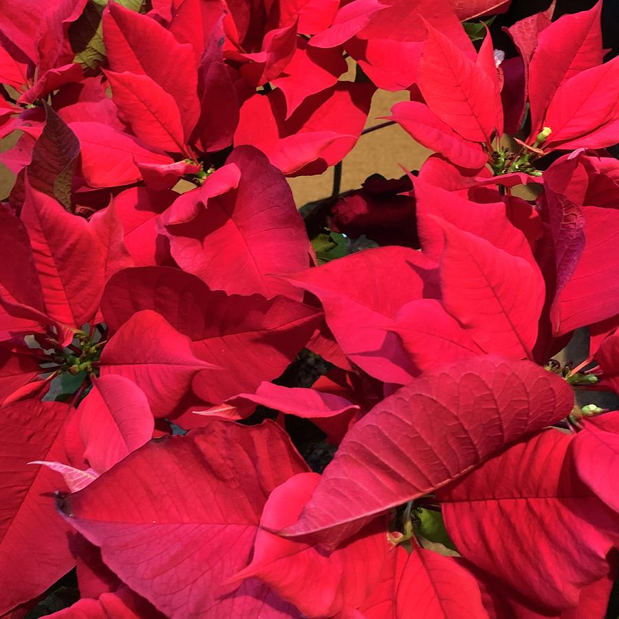Poinsettias  Photograph by Beverly Read