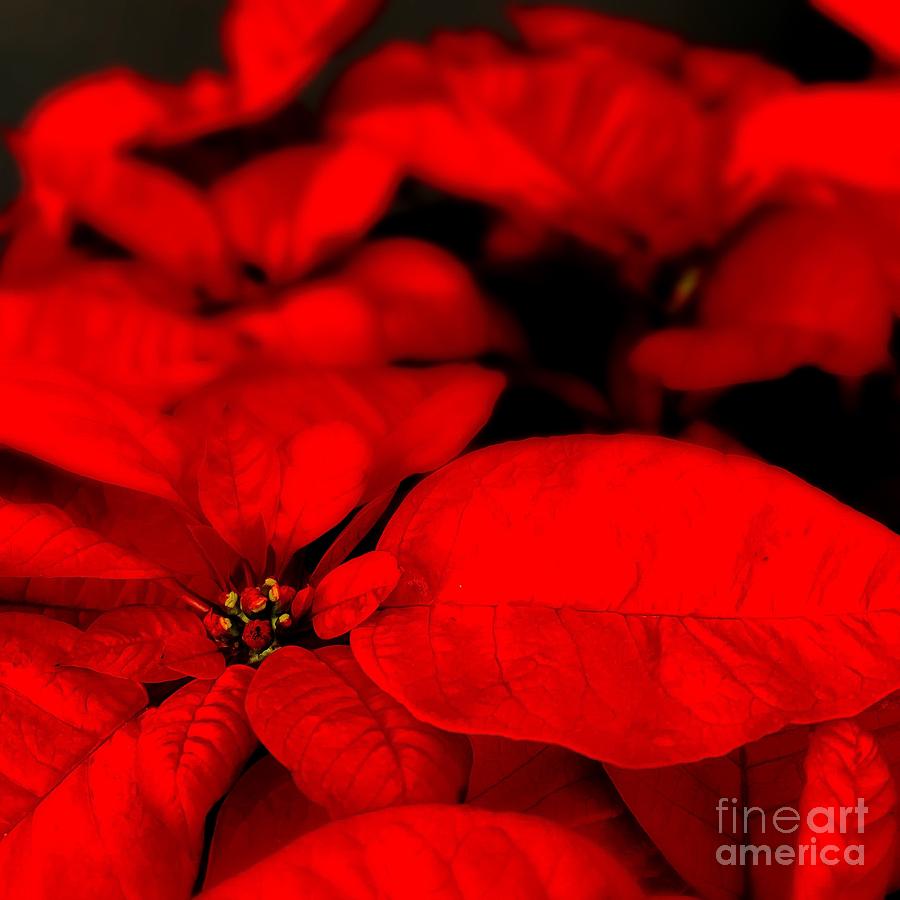 Poinsettias by Viki Velazquez Poinsettias by Viki Velazquez
