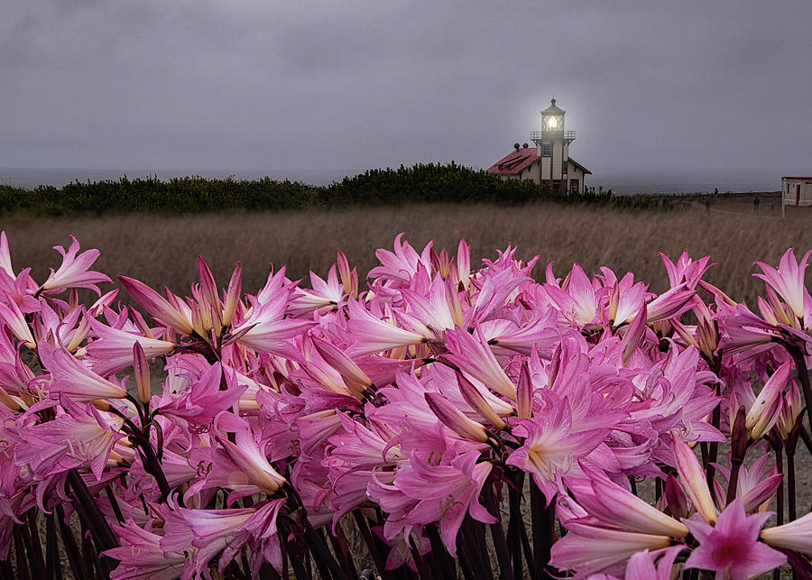 Lily Photograph - Point Cabrillo Lighthouse - Mendocino by Alinna Lee