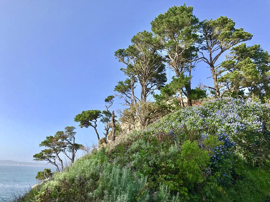 Point Lobos Carmel Photograph