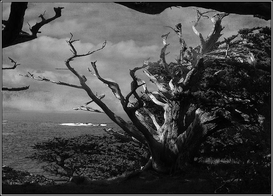 Point Lobos Cypress Monochrome Photograph by Wayne King