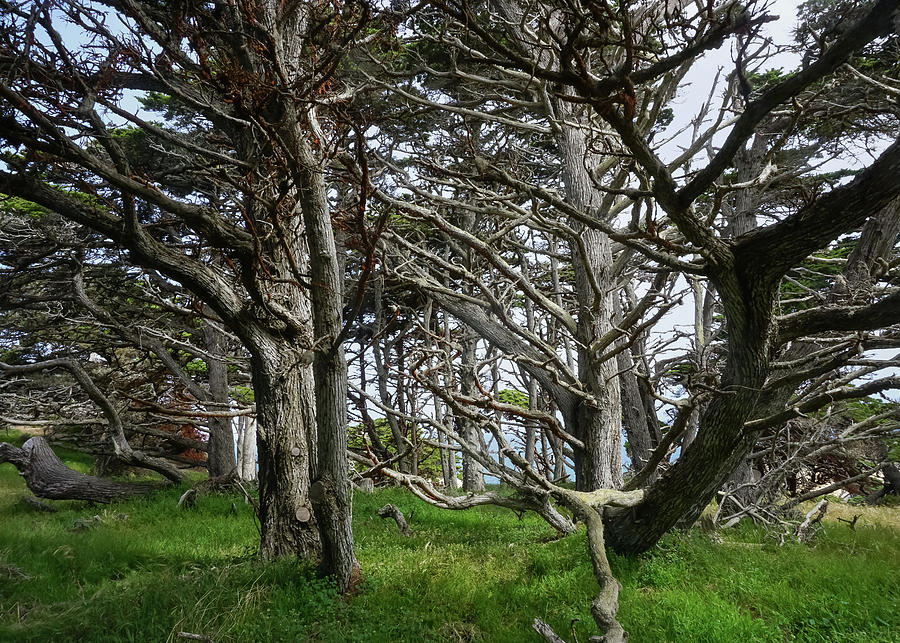 Point Lobos Cypress Trees Photograph by Brett Harvey