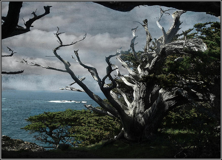 Point Lobos Cypress Photograph by Wayne King