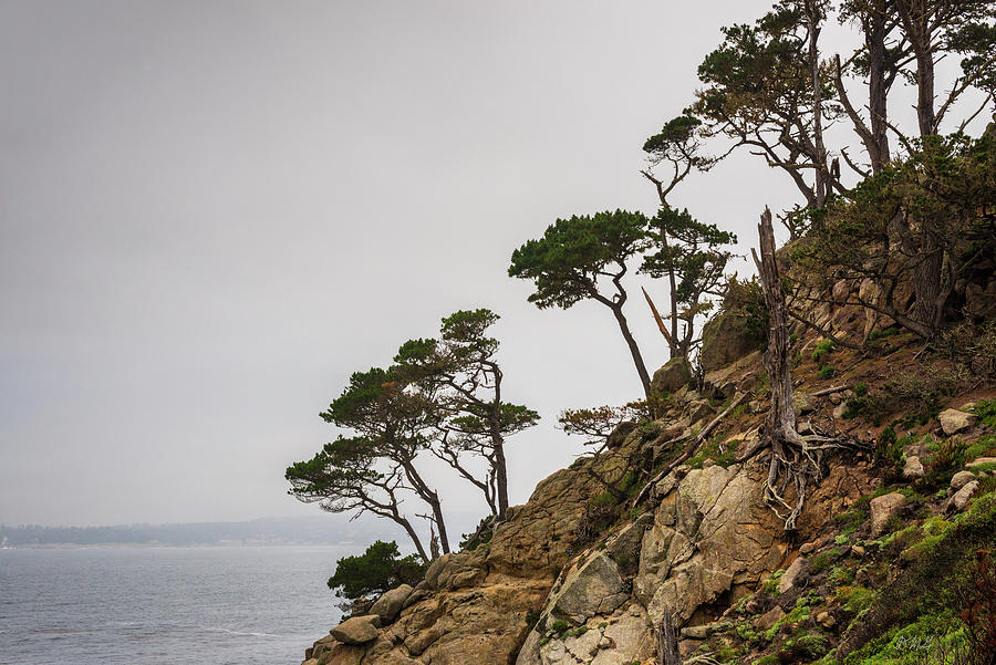 Point Lobos III Color Photograph by David Gordon