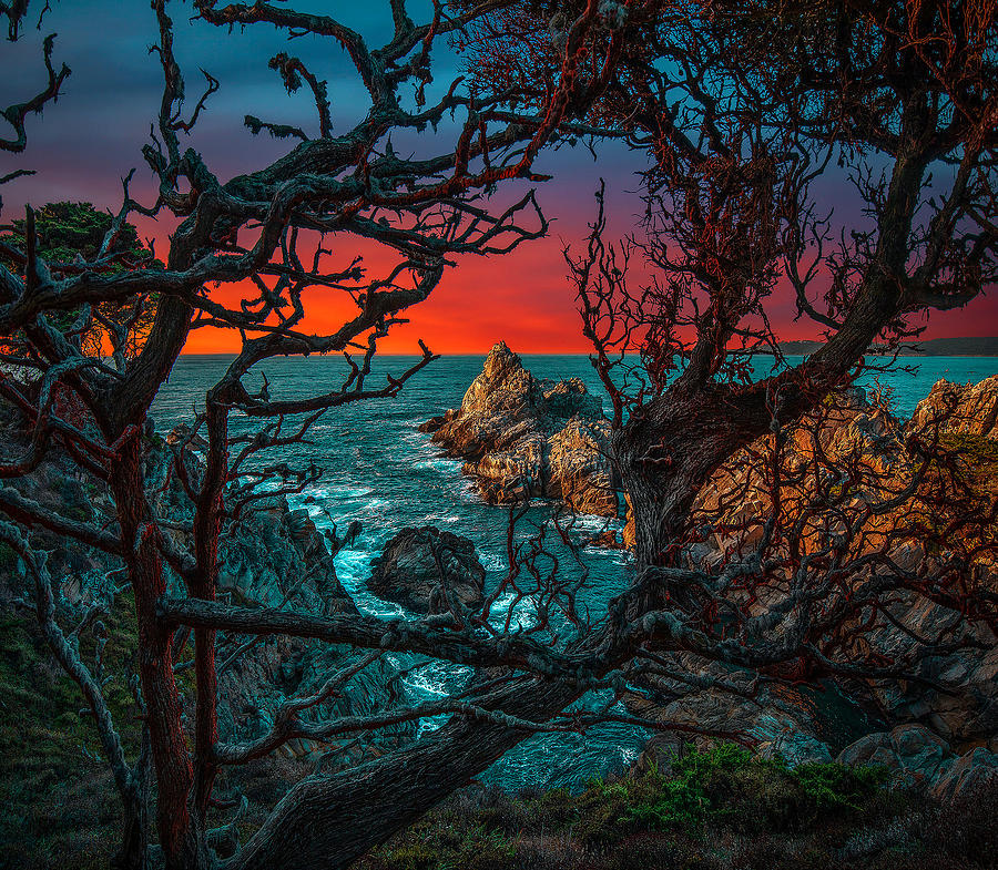 Point Lobos Mood Photograph by Andrew Zuber