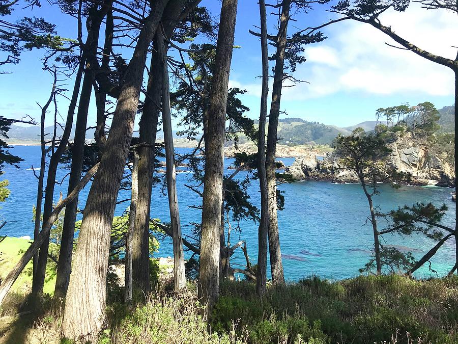 Point Lobos Morning Photograph
