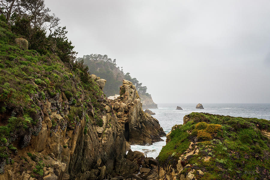 Point Lobos XI Color Photograph by David Gordon