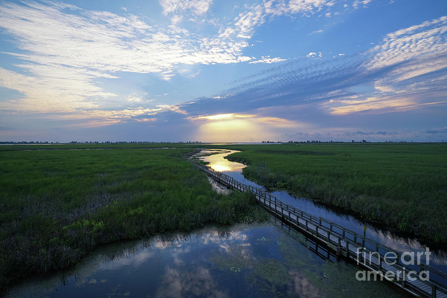 Point Pelee Marsh A New Day Photograph by Rachel Cohen