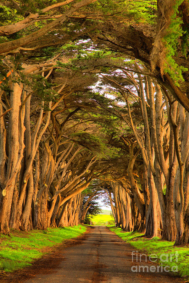 Point Reyes Cypress Tunnel Portrait Photograph by Adam Jewell