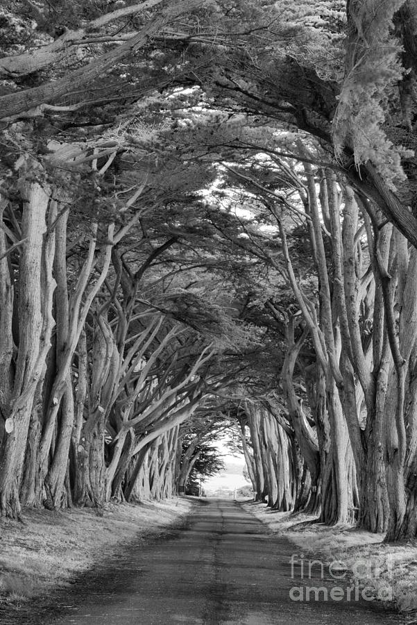 Point Reyes Cypress Tunnel Portrait Black And White Photograph by Adam Jewell