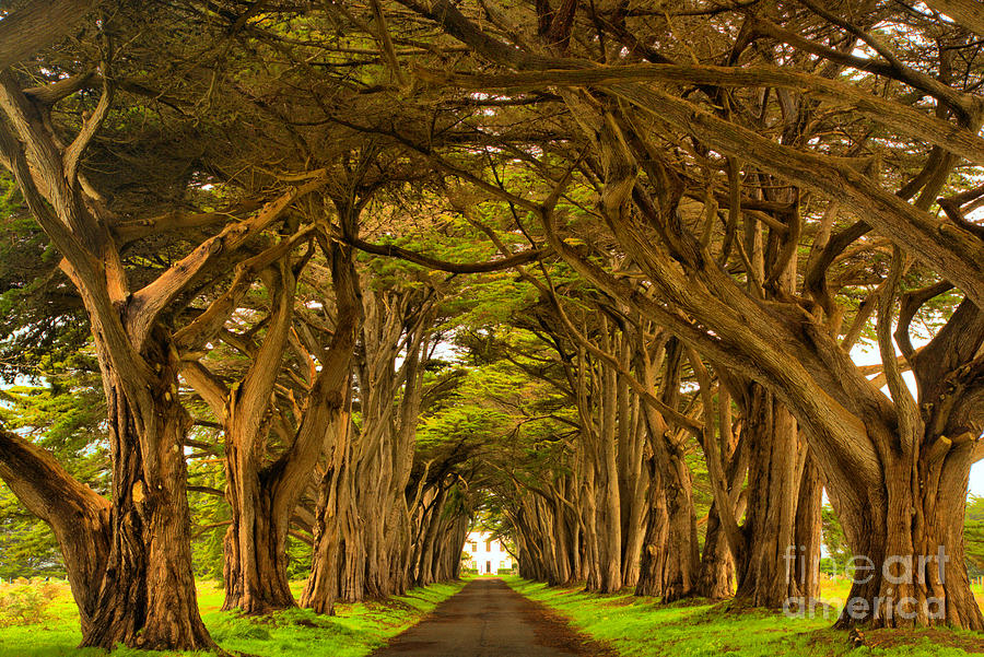 Point Reyes Golden Canopy Photograph by Adam Jewell