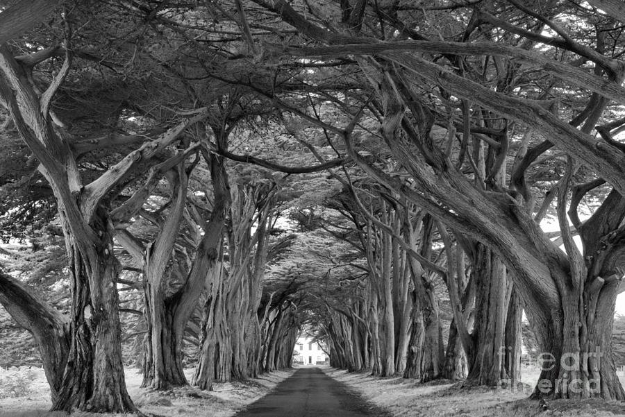 Point Reyes Golden Canopy Black And White Photograph by Adam Jewell