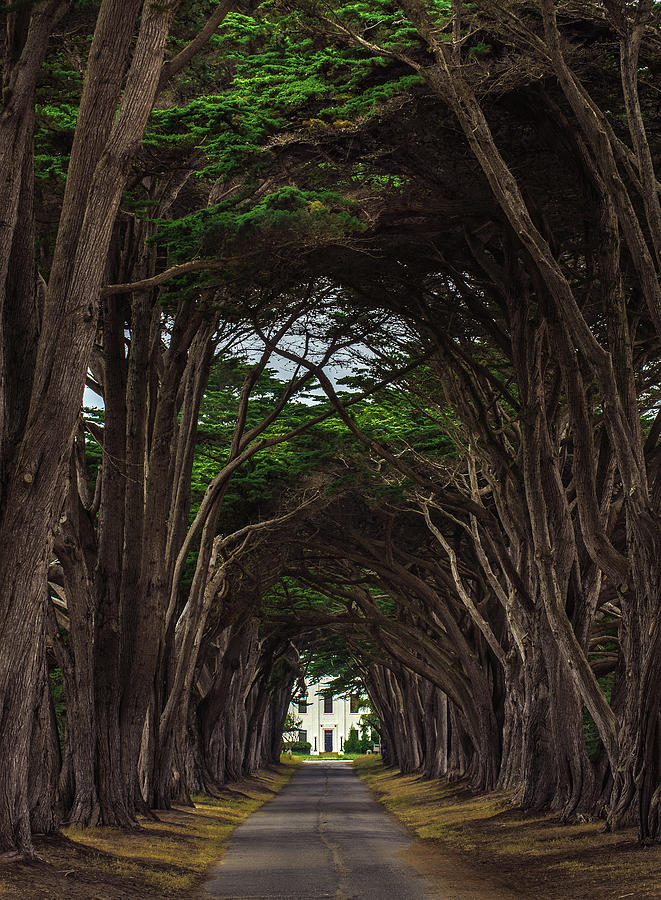 Tree Photograph - Point Reyes Tree Tunnel to Building, California - Vertical by Abbie Matthews