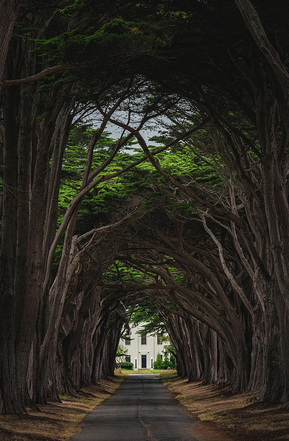 Tree Photograph - Point Reyes Tree Tunnel to Building Closeup, California - Vertical by Abbie Matthews
