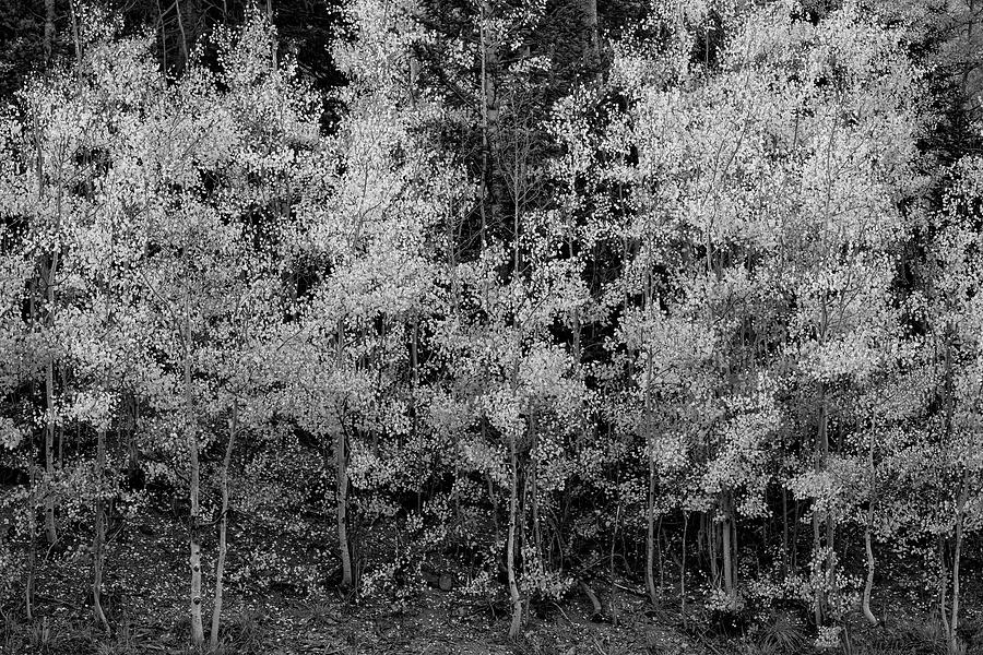 Pointillistic Aspens In Black and White Photograph by Denise Bush