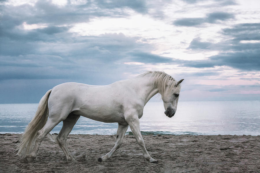 Poise - Horse Art Photograph by Lisa Saint