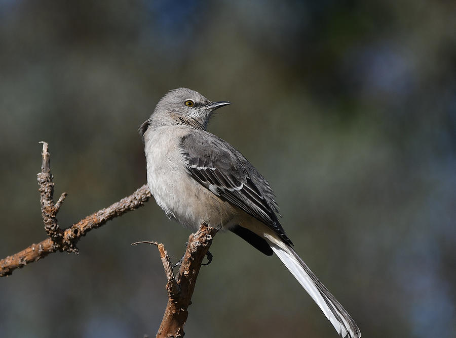 Poised Mockingbird 2 Photograph by Fraida Gutovich
