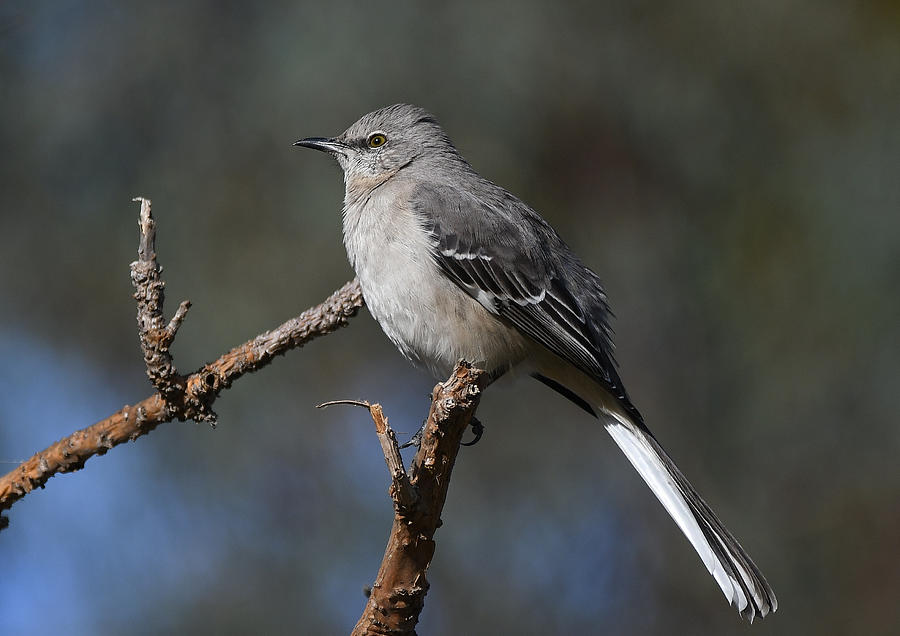 Poised Mockingbird Photograph by Fraida Gutovich