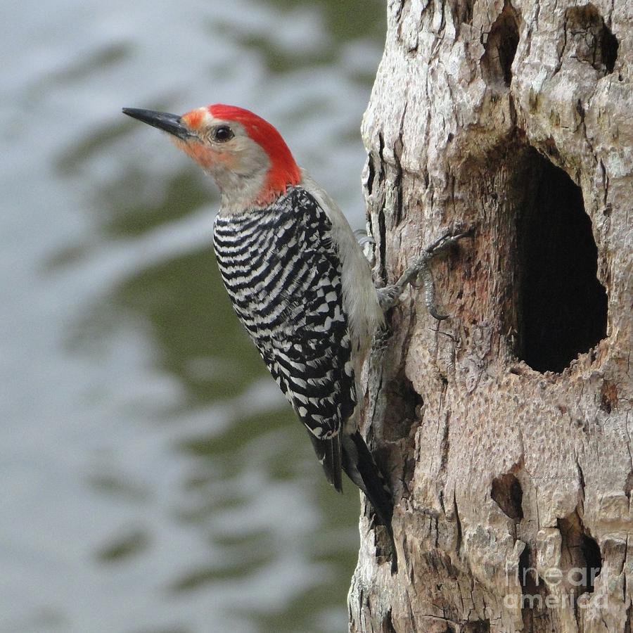 Poised Papa Red Bellied Woodpecker Photograph