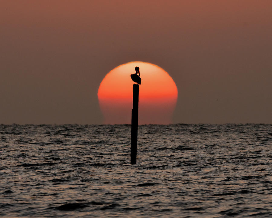 Poised Pelican Sunrise Photograph by Brian Wright