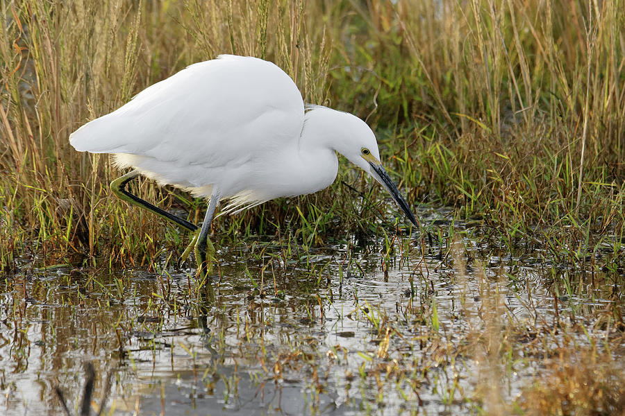 Poised to Strike -- Snowy Egret Hunting at the Merced National Wildlife Refuge, California Photograph by Darin Volpe