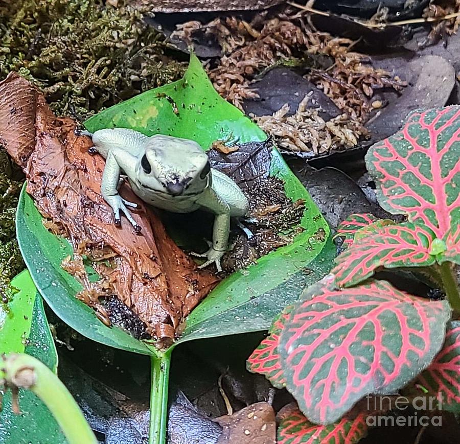 Poison Dart Frog 1 Photograph by Elena Pratt
