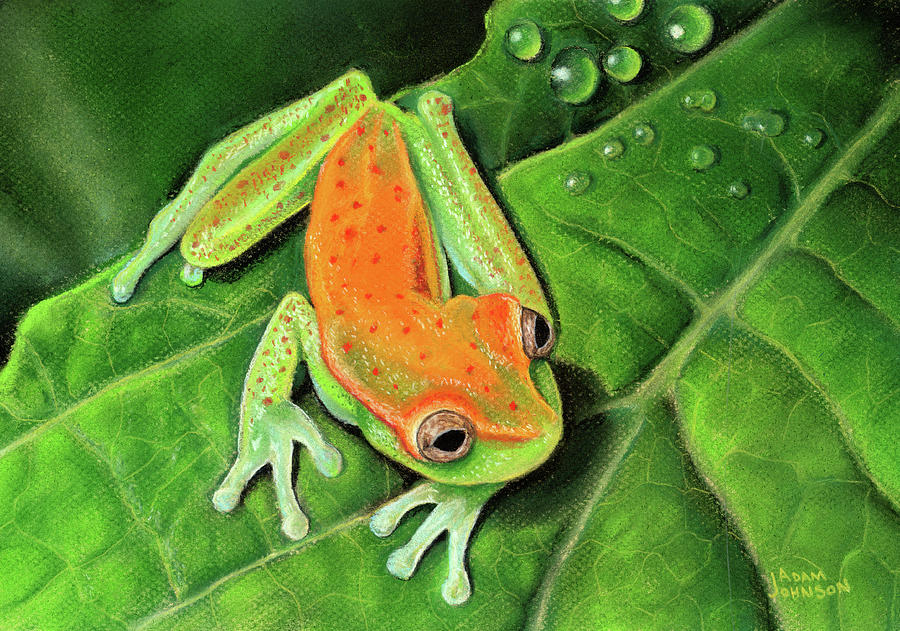 Poison Dart Frog Pastel by Adam Johnson