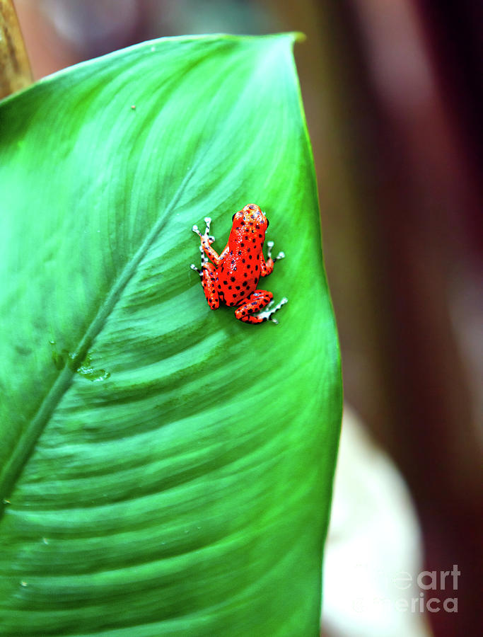 Poison Dart Frog at Red Frog Beach in Panama Photograph by John Rizzuto