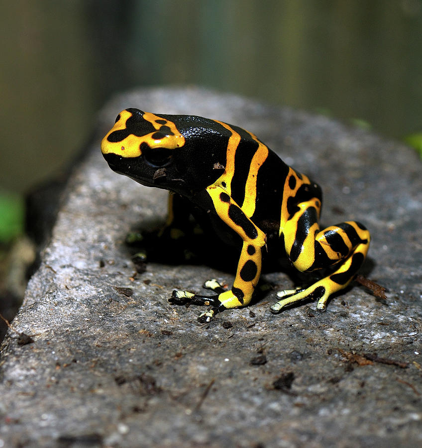 Poison Dart frog Photograph by Doug Wittrock