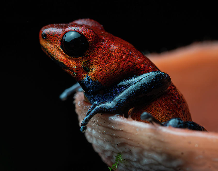 Poison Dart Frog Photograph by Mary Catherine Miguez