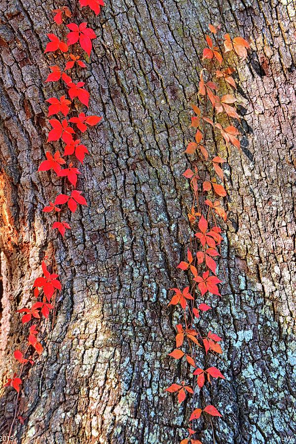 Poison Ivy In The Fall Photograph by Lisa Wooten