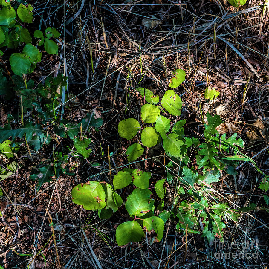 Poison Ivy Vine Photograph by Jon Burch Photography