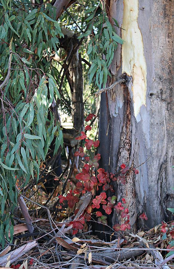 Poison Oak Photograph - Poison Oak in Fall Coloirs by Martha Sherman
