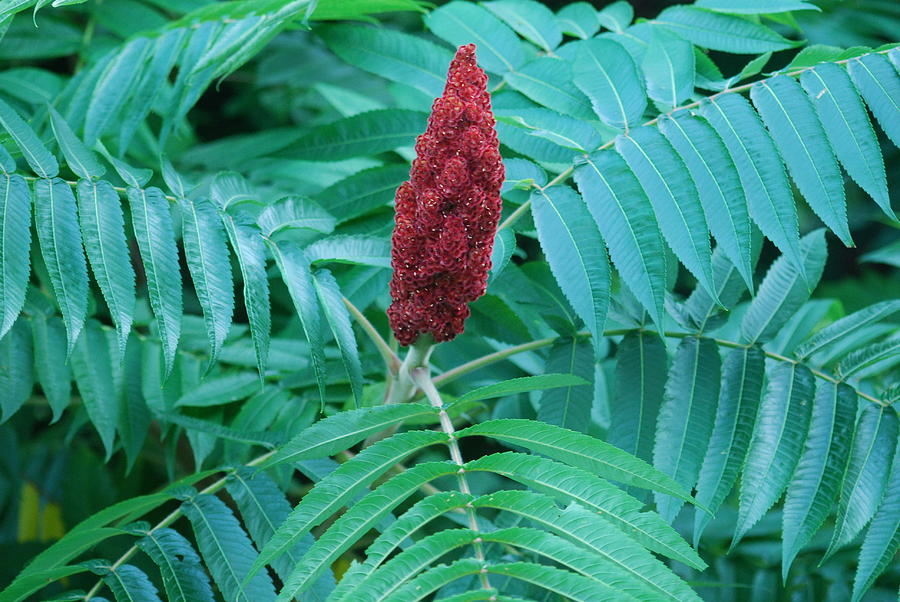 Staghorn Sumac Tree Photograph by Ee Photography