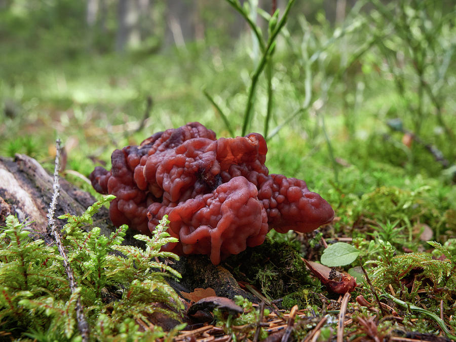 Poisonous delicate. Brain mushroom 2 Photograph by Jouko Lehto