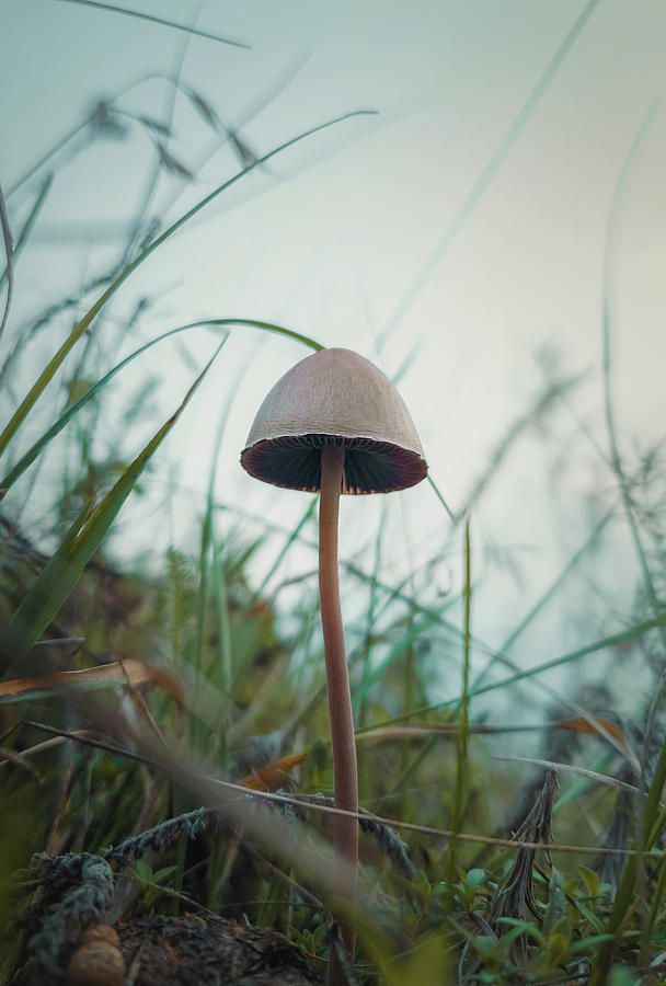 Poisonous Mushroom Photograph