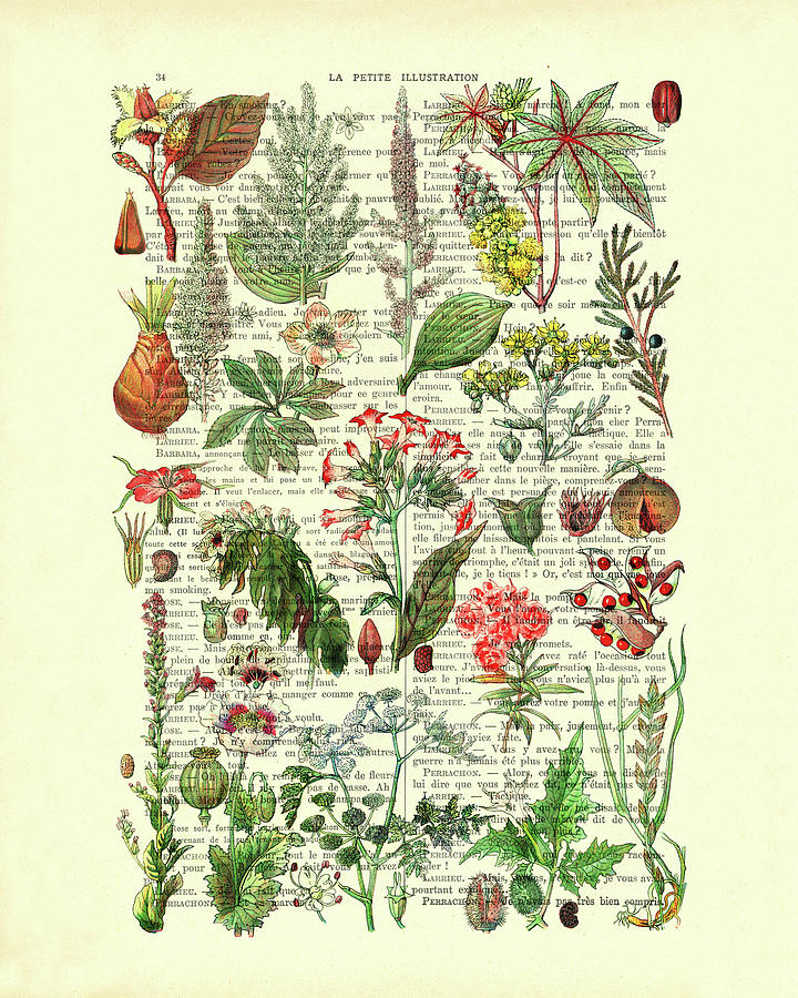 Poison Digital Art - Poisonous plants and flowers chart by Madame Memento