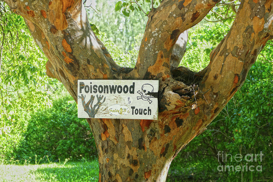 Poisonwood Tree Warning Sign Photograph by Catherine Sherman