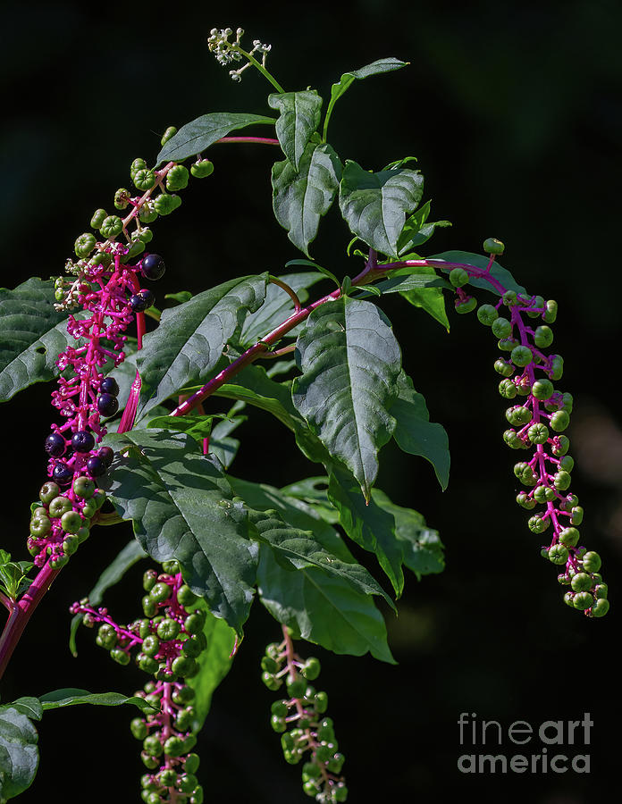 Pokeweed Is For Birds Photograph by Chris Scroggins