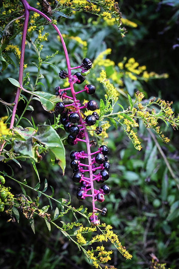 Pokeweed and Goldenrod Photograph by Steven Nelson