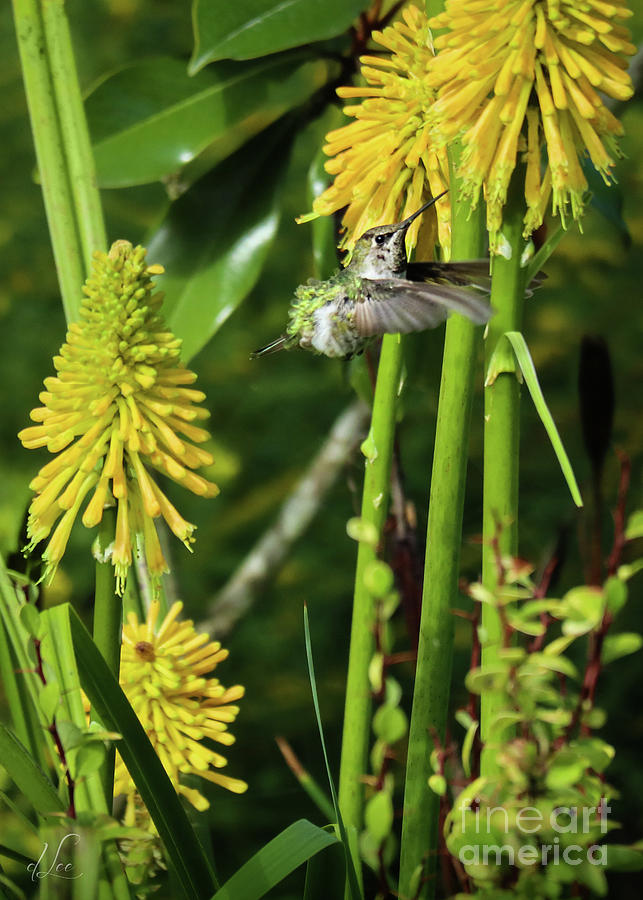 Hummingbird Photograph - Poking Around by D Lee