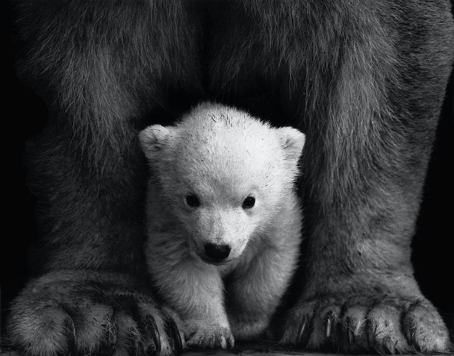Polar Bbear Cub Photograph by World Art Collective